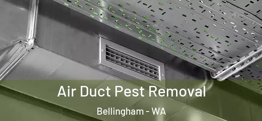 Air Duct Pest Removal Bellingham - WA