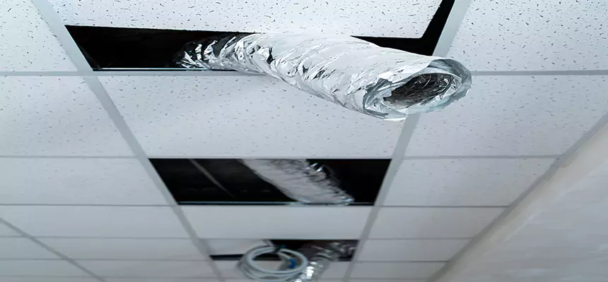 Our Air Duct Pet Hair Removal Services in Bellingham, WA