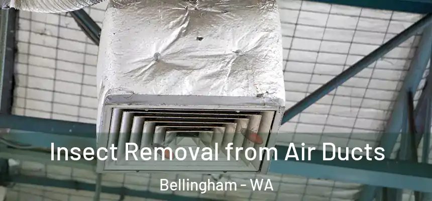 Insect Removal from Air Ducts Bellingham - WA