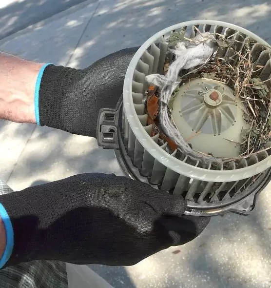 About Air Duct Mice Removal in Bellingham, WA